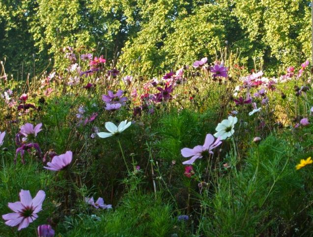 Hackney Downs Wild Flower meadow