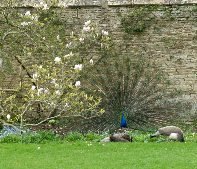 Peacocks Corsham Court Wiltshire 2016